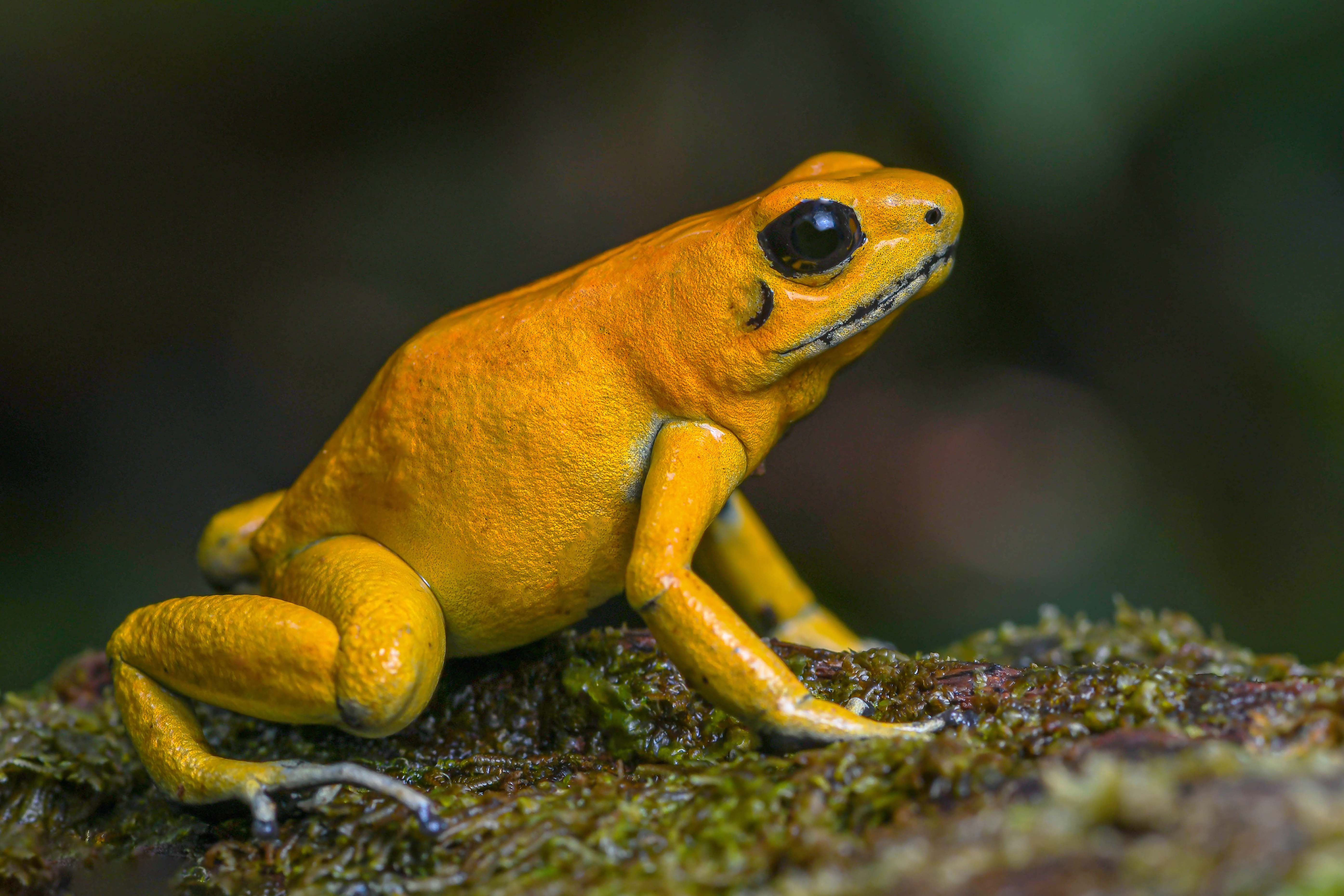 The Golden Poison Frog  3D/2N